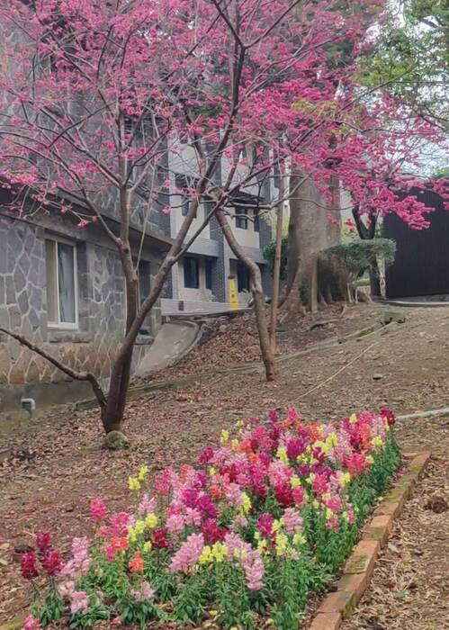 校友會館旁鬆土、栽植90株金魚草圖片