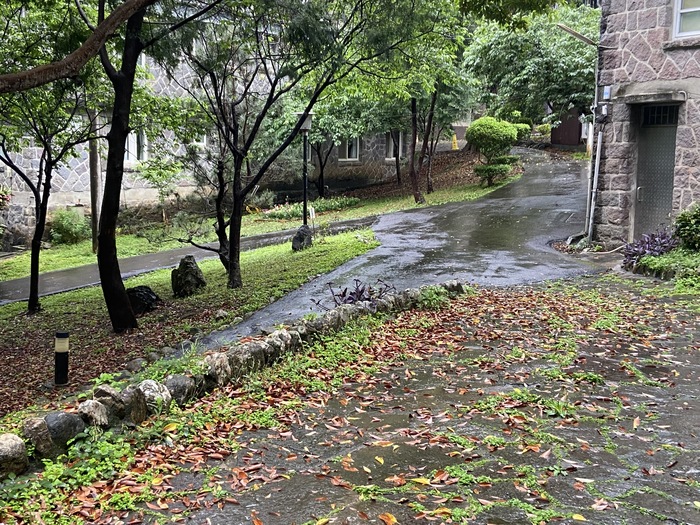 校友會館旁鬆土、栽植90株金魚草校友（三）圖片