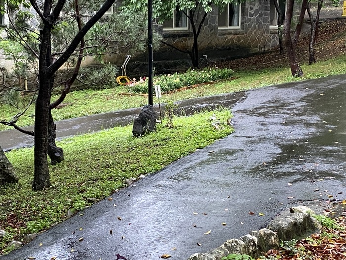 校友會館旁鬆土、栽植90株金魚草校友（四）圖片