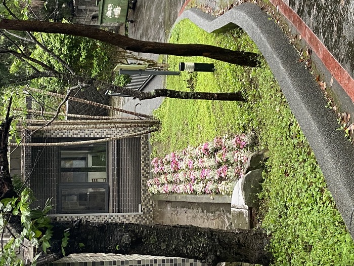 校門口、餐廳外草坪上栽植花卉（四）圖片