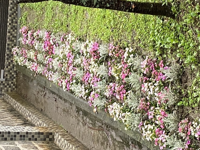 校門口、餐廳外草坪上栽植花卉（五）圖片