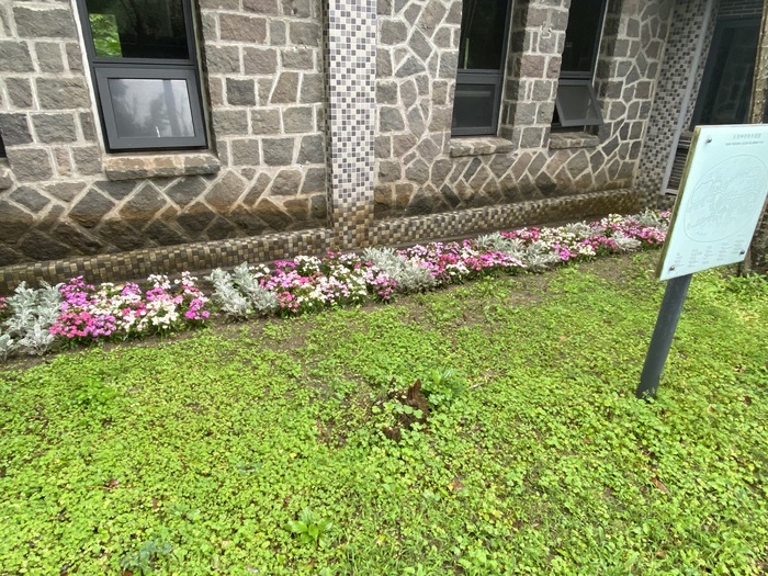 校門口、餐廳外草坪上栽植花卉（八）圖片