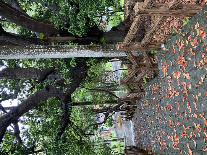 校門口、餐廳外草坪上栽植花卉（十）圖片