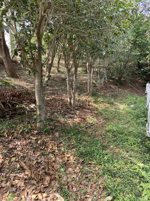 美化校園：老師宿舍前方樹林區割草、清理枯木2圖片