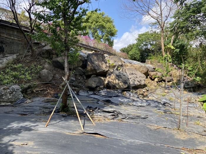 美化校園：研究部後方以及兩側邊坡除草、清理枯木3圖片