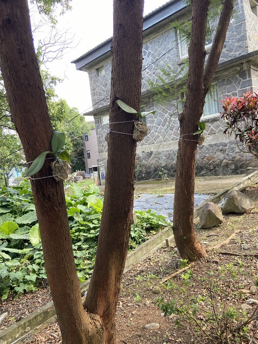 美化校園：學校典禮受贈的蘭花綁在樹上1圖片