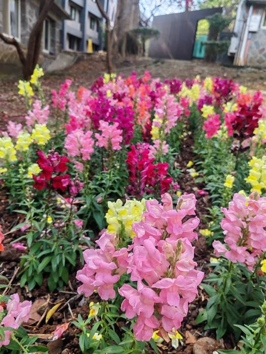 美化校園：校友會館旁鬆土、栽植90株金魚草2圖片