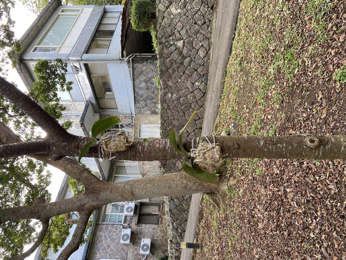 美化校園：學校典禮贈送的蘭花綁在樹上2圖片