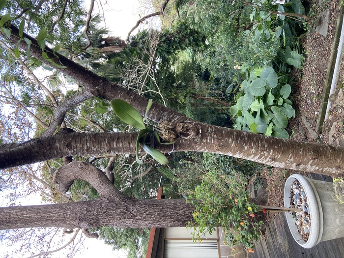 美化校園：學校典禮贈送的蘭花綁在樹上3圖片