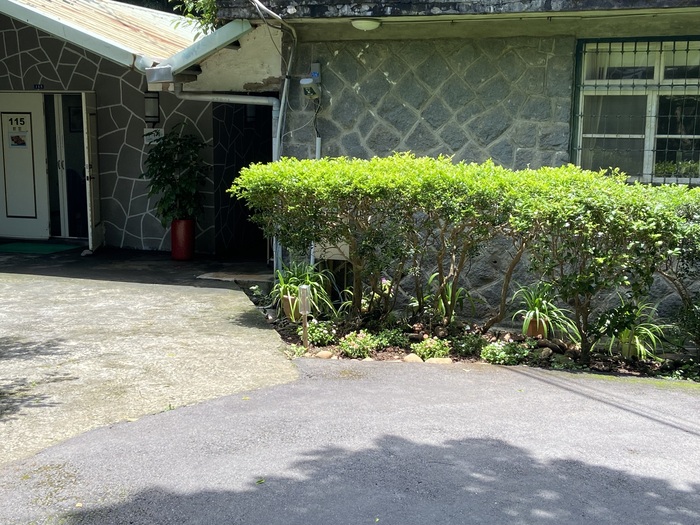 115教室外的樹叢下栽植長春花（別名：日日春）（一）