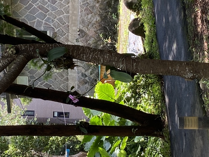 學校慶典贈送的蘭花綁在樹上，恰逢畢業節期開花了（二）