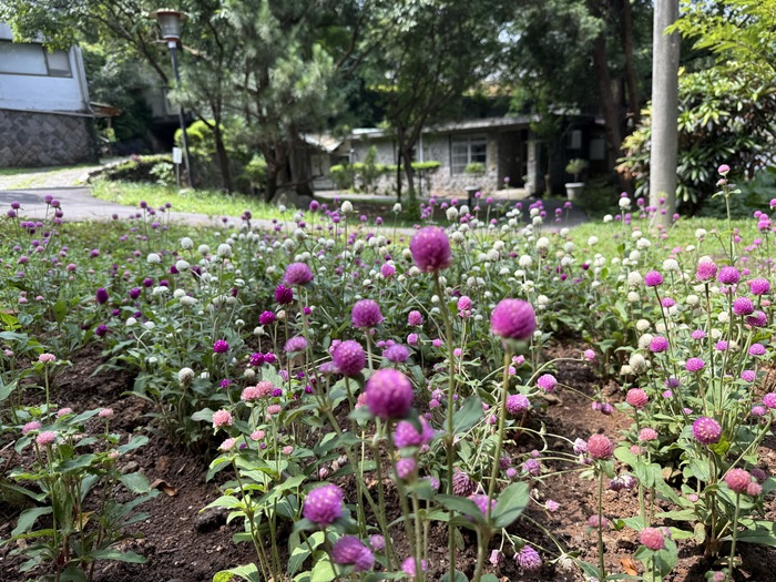 校友會館旁移栽、鬆土，種植千日紅（俗稱圓仔花）特寫