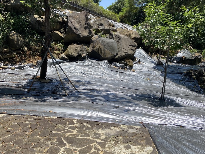 研究部後方空地重新鋪上抑草布（四）