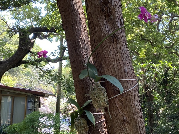 美化校園：學校典禮贈送的蘭花綁在樹上（一）