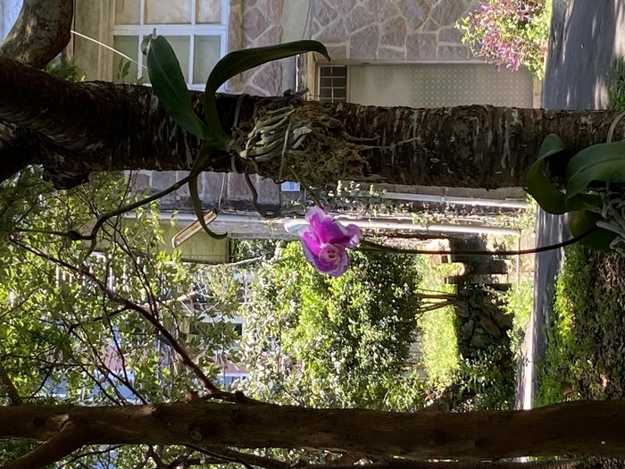 美化校園：學校典禮贈送的蘭花綁在樹上（三）