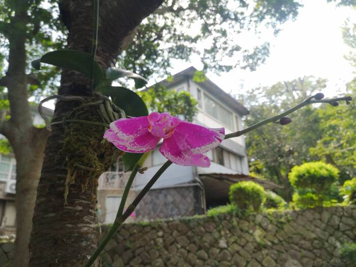 美化校園：學校典禮贈送的蘭花綁在樹上（四）